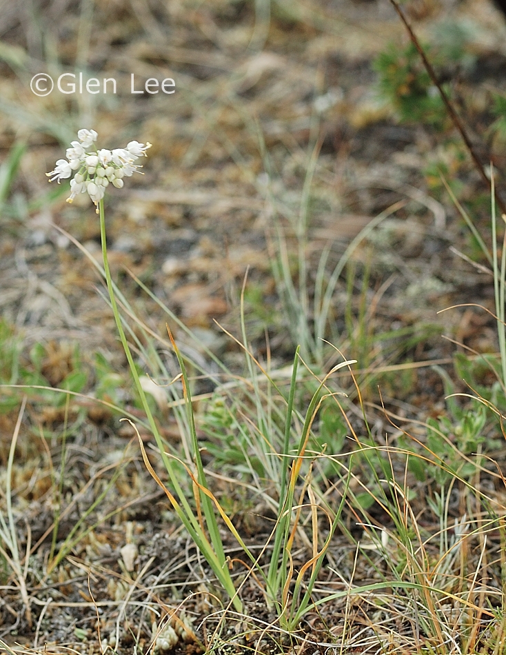Allium cernuum photos Saskatchewan Wildflowers